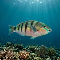 Sixband Parrotfish