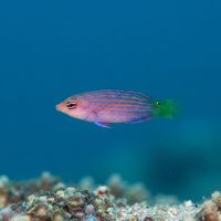 Sixline Wrasse
