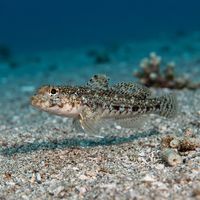 Slender Goby