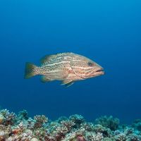Slender Grouper