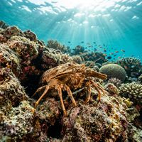Slipper lobster with flattened antennae plates, mottled brown and orange body, resting on a rocky reef.