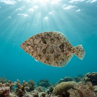 Smalltooth Flounder