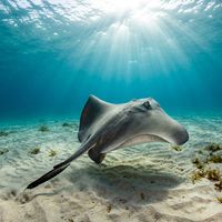 Smooth Ray, a large pale grey stingray with a broad diamond-shaped disc, resting on a sandy seafloor.