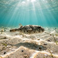 Smooth Toadfish
