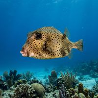 Smooth Trunkfish with white body covered in small dark spots and a hexagonal boxy shape, hovering above a Caribbean coral reef.