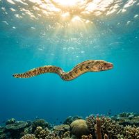 Snake eel with elongated cylindrical body and pointed tail partially buried in sandy seafloor, showing pale patterned skin.