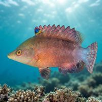 Snooty Wrasse