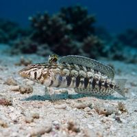 Southern Grubfish