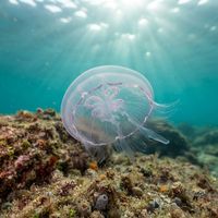 Southern Moon Jelly