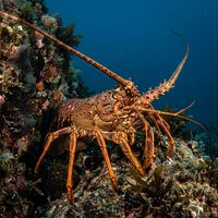 Southern Rock Lobster with brick-red and orange spiny body resting in a rocky crevice on a temperate reef.