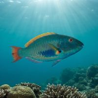 Redtail Parrotfish