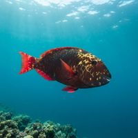 Agassiz's Parrotfish