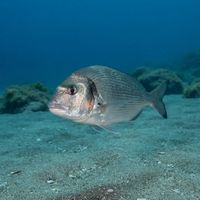 Adult gilthead seabream with a silver body, golden band between the eyes, and dark blotch near the gill cover over a sandy seabed.