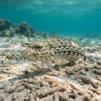 Speckled Sandperch