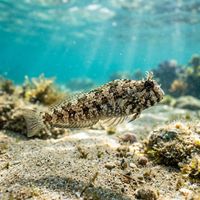 Sphinx Blenny