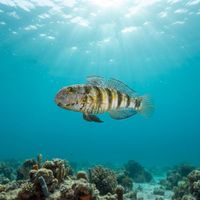 Sphinx Goby