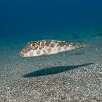 Guinean Puffer resting on sandy seabed, mottled brown and cream body with a rounded shape near volcanic rock.