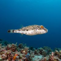 Bandtail Puffer