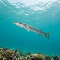 Australian Barracuda