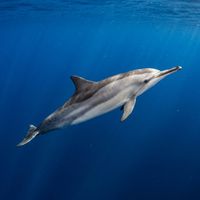 Spinner dolphin with slender body, tricolour flanks and long thin beak swimming in open blue water.
