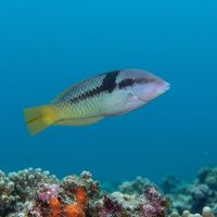 Adult spinster wrasse with a slender greenish body and pale bars swimming close to a rocky reef.