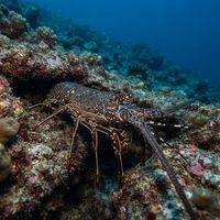Spiny Lobster