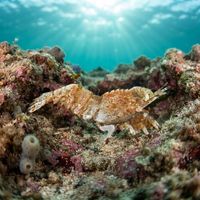 Deep Blade Shrimp