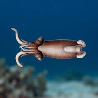 Small translucent Ram's Horn Squid with a visible coiled internal shell drifting in open water.