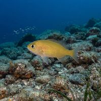 Black Seabream