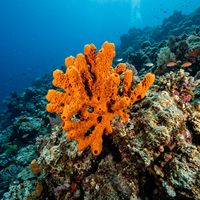 Sponge (Porifera spp.) in its marine habitat