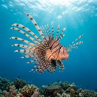 Spotfin Lionfish with bold white and brown banded pectoral fins and spotted antennae perched among coral on a tropical reef.
