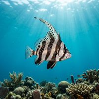 Drum and croaker fish with silvery body and dark lateral markings swimming close to a reef structure.