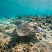 Spotted Ray