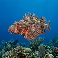 Spotted scorpionfish resting motionless on a coral reef, showing mottled brown and white patterned skin with spiny dorsal fin raised.