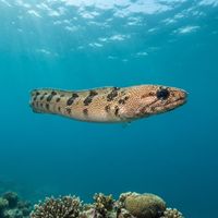 Spotted Snake Eel (Ophichthus ophis) underwater