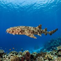 Spotted wobbegong lying on a rocky reef, showing brown and cream patterned skin with lobed dermal flaps around its flat head.