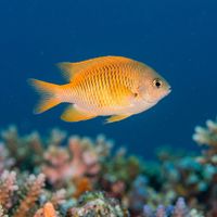 Staghorn Damsel, a small pale yellowish-green damselfish with a slightly elongated body, hovering among branching coral on a tropical reef.