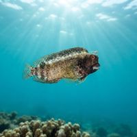 Starry Blenny