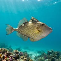 Starry File Fish