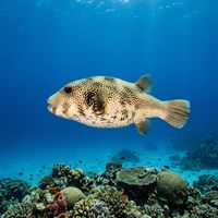 Starry Puffer with white spots on dark grey skin cruising slowly over a coral reef.