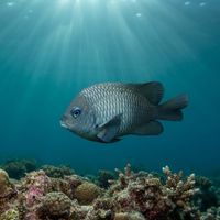 Adult Acapulco damselfish with a dusky brown-grey body hovering close to rocky reef structure.