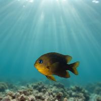 Galapagos Gregory damselfish with dark brown body and pale blue speckles over a rocky reef.