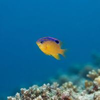 Longfin Damselfish