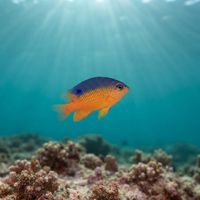 Adult Beaubrummel damselfish with a dusky brown-yellow body and pale tail hovering over a rocky reef.