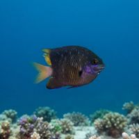 Jewel Damselfish
