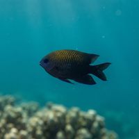 Adult beaugregory damselfish with dusky brown-blue body and pale speckled spots hovering near coral rubble.