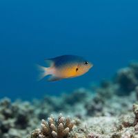 Adult bicolor damselfish with a dark blue-black front half and bright yellow tail hovering over reef rubble.