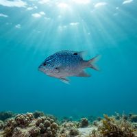 Cortez Damselfish