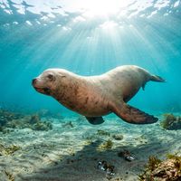Steller Sea Lion