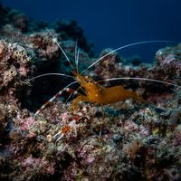 Golden coral shrimp with red and white banded body and long white antennae perched on rocky reef crevice.